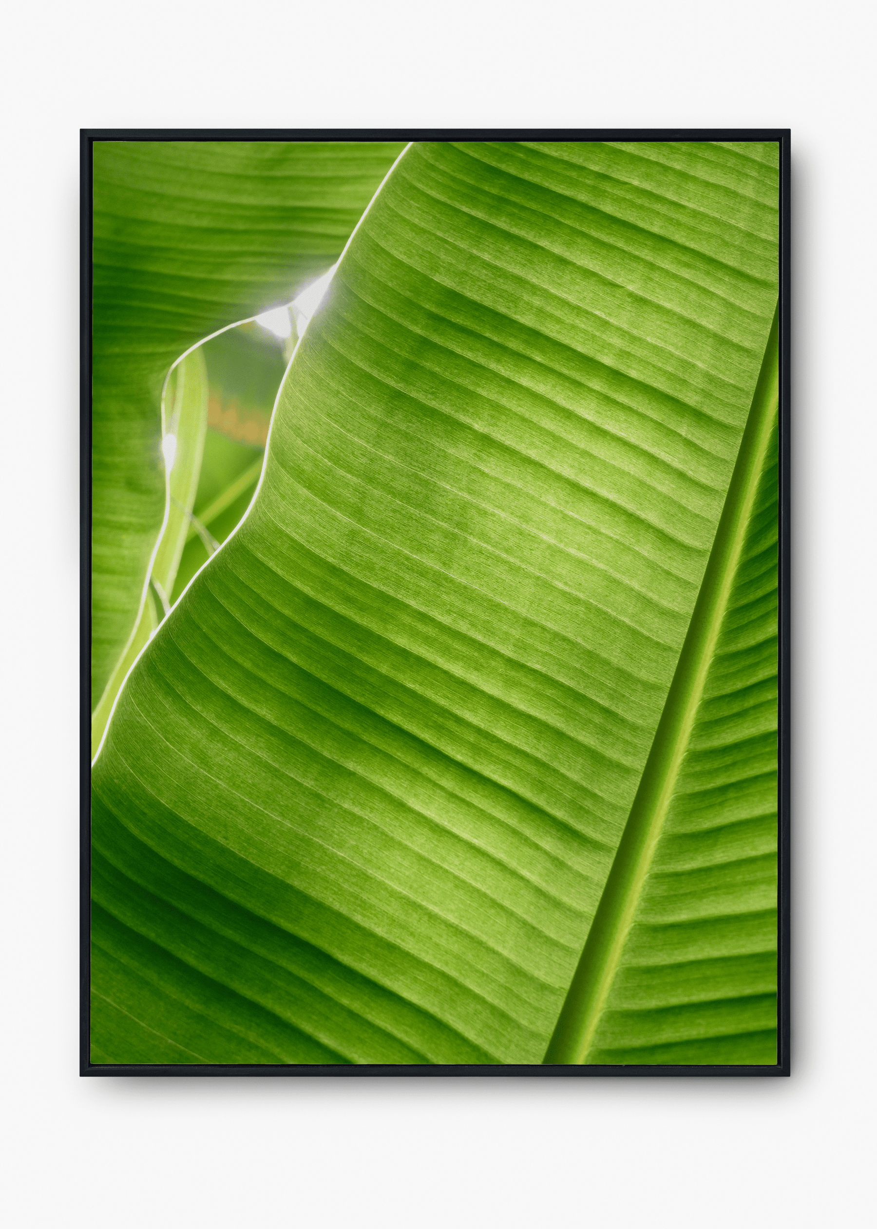 Quadro Banana Tree