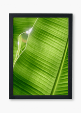 Quadro Banana Tree