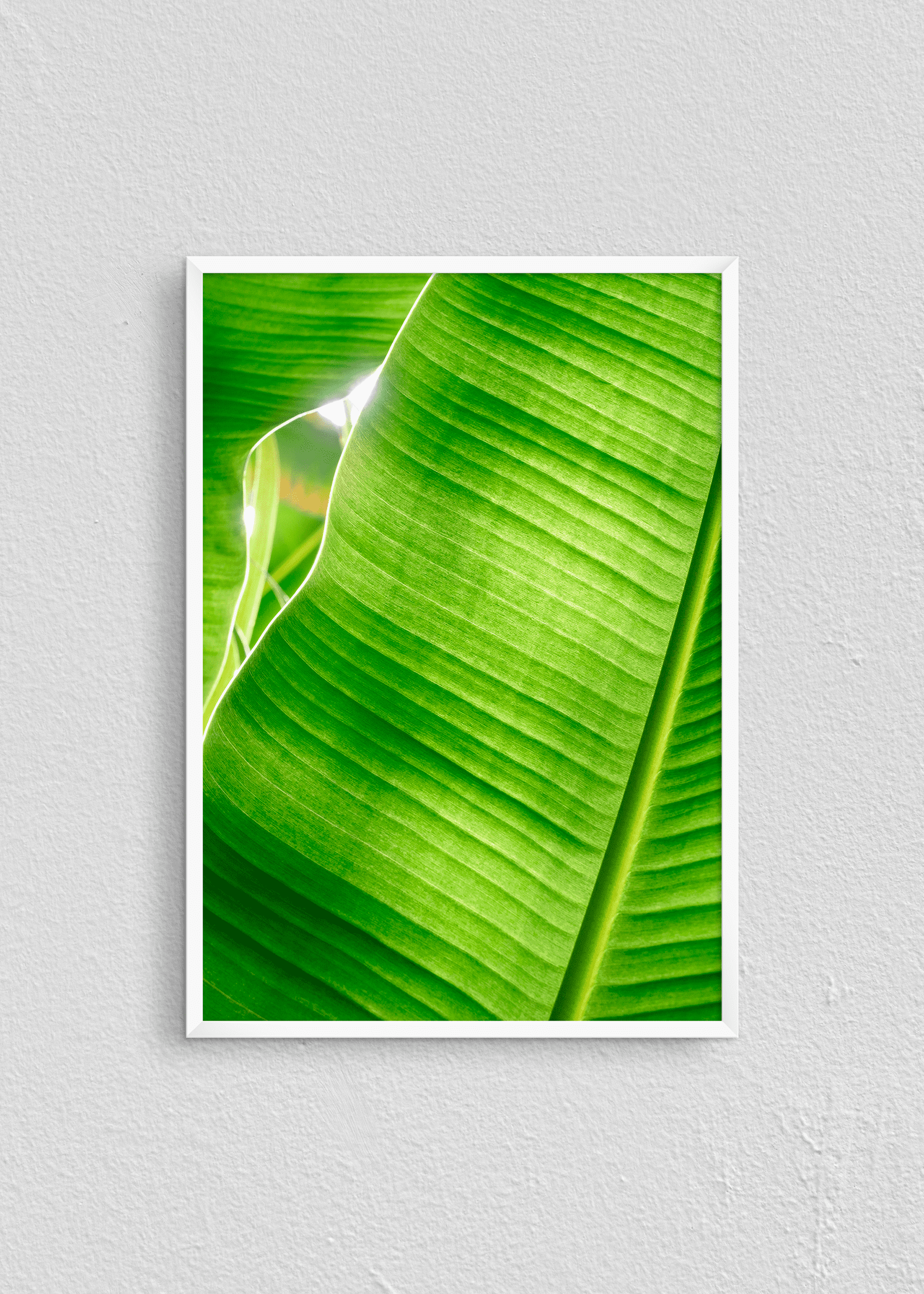 Quadro Banana Tree